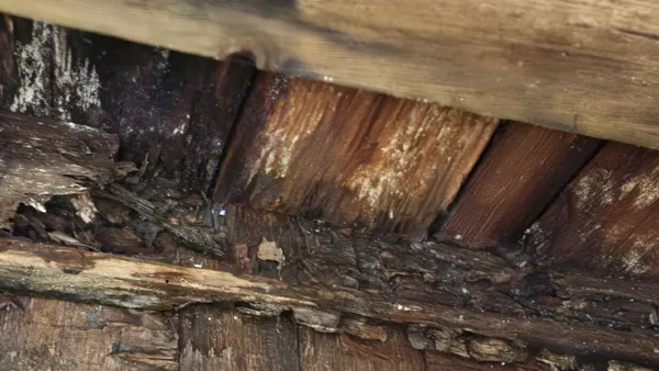 lifecycle of dry rot