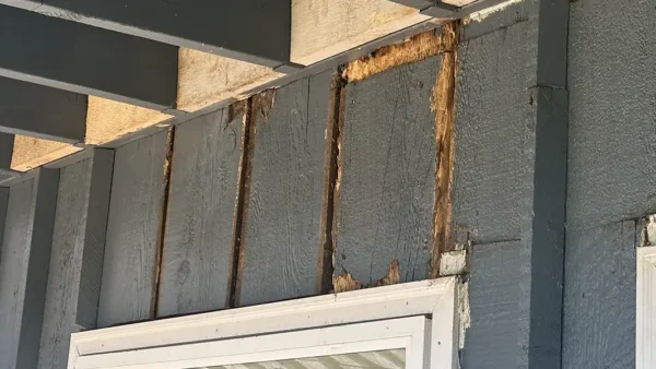 ose-up of dry rot damage behind siding on a Seattle home during exterior repair