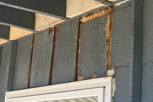 ose-up of dry rot damage behind siding on a Seattle home during exterior repair